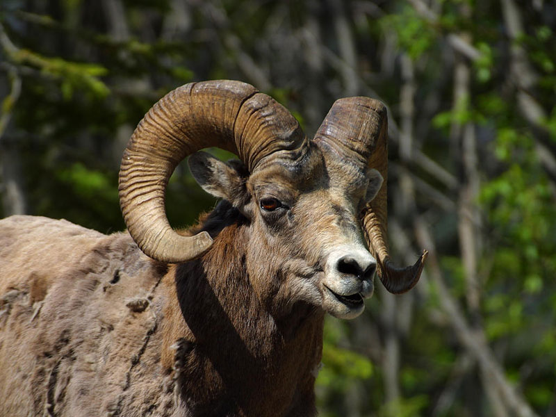 bighorn_sheep